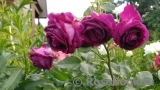 Parfum de Reve Parfum de Reve