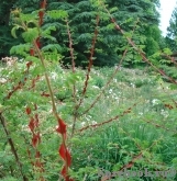 Rosa sericea Pteracantha Rosa sericea Pteracantha