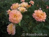 Augusta Luise Augusta Luise