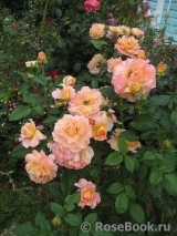 Augusta Luise Augusta Luise