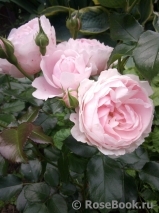 Hans Gonewein Rose Hans Gonewein Rose
