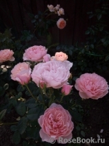 The Alnwick Rose The Alnwick Rose