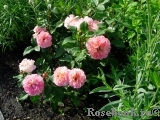 Augusta Luise Augusta Luise
