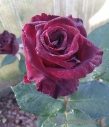 Black Baccara Black Baccara