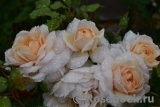 Crocus Rose® Crocus Rose®