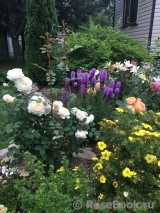 Crocus Rose® Crocus Rose®