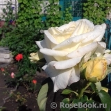 Chopin Chopin