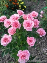 Tickled Pink Tickled Pink