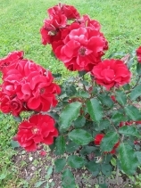 Roter Korsar Roter Korsar