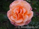 Rosemary Harkness Rosemary Harkness