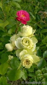 Lovely Green ® Lovely Green ®