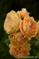 Crown Princess Margareta® Crown Princess Margareta®