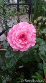 Tickled Pink Tickled Pink
