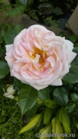 White Fox Rose White Fox Rose