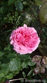 Princess Alexandra of Kent Princess Alexandra of Kent