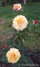 Caramella Caramella