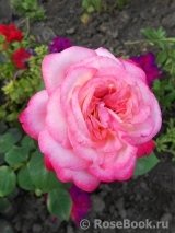 Rose Gaujard Rose Gaujard