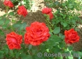 Red Intuition Red Intuition