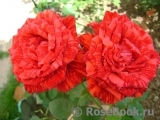Red Intuition Red Intuition