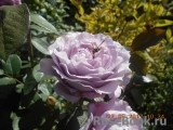 Novalis Novalis