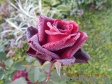 Perle Noire Perle Noire