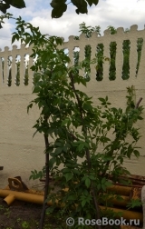 Paul’s Himalayan Musk 