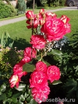 Midsummer Midsummer