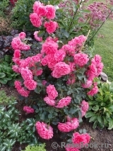 Rosarium Uetersen Rosarium Uetersen