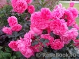 Rosarium Uetersen Rosarium Uetersen