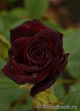 Black Baccara Black Baccara