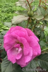 Violette Parfumee