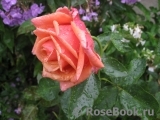 Rhosyn Margaret Williams Rhosyn Margaret Williams