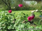 Falstaff® Falstaff®