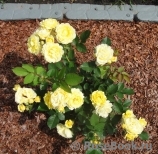 Golden Border Golden Border