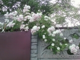 Paul’s Himalayan Musk Paul’s Himalayan Musk
