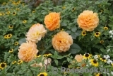 Goldelse Goldelse