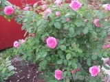 Gertrude Jekyll Gertrude Jekyll