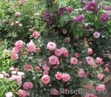 Persian Mystery Persian Mystery