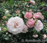 Kordes' Rosenfaszination ® Kordes' Rosenfaszination ®