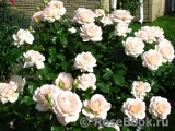 Chandos Beauty Chandos Beauty