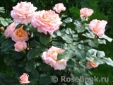 Bloom of Ruth Bloom of Ruth