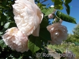 Generous Gardener, The Generous Gardener, The