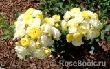 Golden Border Golden Border
