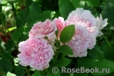 Cottage Rose Cottage Rose