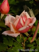 Albertine Albertine