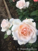 Chandos Beauty Chandos Beauty