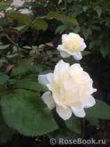 Chandos Beauty Chandos Beauty