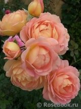 Lady of Shalott Lady of Shalott