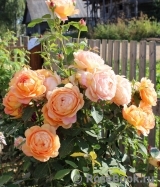 Lady of Shalott Lady of Shalott