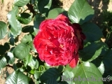 Traviata Traviata